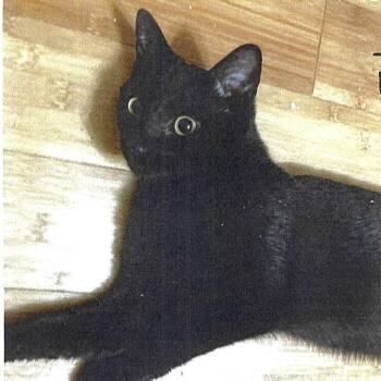 Osborn -  Domestic Short Hair Cat for Adoption in Cumming, Georgia - Osborn | PetCurious