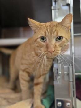 Burt Lesque -  Domestic Short Hair Cat for Adoption in Westland, Michigan - Burt Lesque | PetCurious