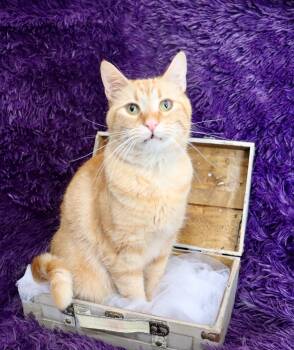Mellow Yellow -  Tabby Cat for Adoption in St. Augustine, Florida - Mellow Yellow | PetCurious