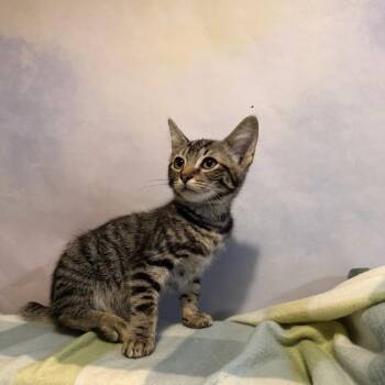 chimera -  Domestic Short Hair Cat for Adoption in Fredericksburg, Virginia - Chimera | PetCurious