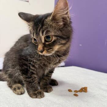 Chrissy -  Domestic Short Hair Cat for Adoption in Englewood, Florida - Chrissy | PetCurious