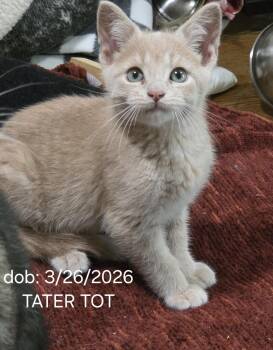 TATOR TOT -  Domestic Short Hair Cat for Adoption in Harrison, Michigan - TATOR TOT | PetCurious