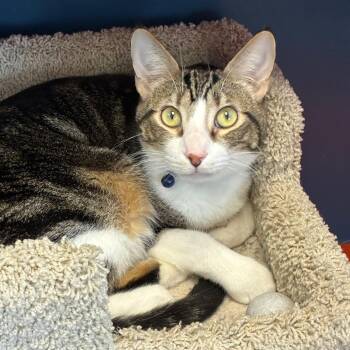Pooh -  Domestic Short Hair Cat for Adoption in Tulsa, Oklahoma - Pooh | PetCurious