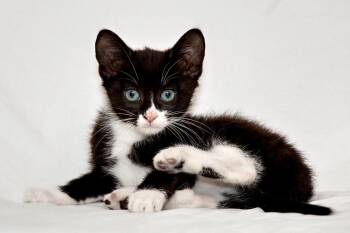 Rescue Domestic Short Hair Cats for Adoption in Washburn, Wisconsin - Finch | PetCurious
