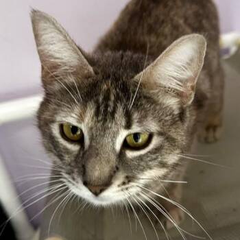 Lily - Lovely Former Mom -  Tabby Cat for Adoption in Hoquiam, Washington - Lily - Lovely Former Mom | PetCurious