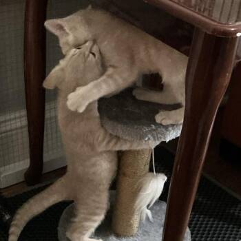 Robyn & Jordy -  Domestic Short Hair Cat for Adoption in North Bergen, New Jersey - Robyn & Jordy | PetCurious
