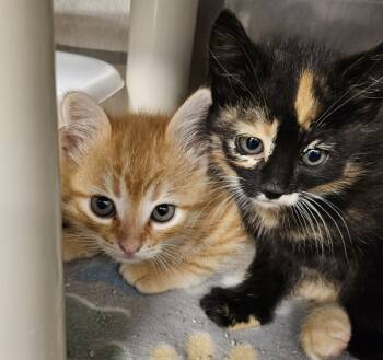 Rescue Domestic Long Hair Cats for Adoption in Portland, Indiana - Dorito | PetCurious