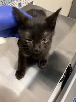 AMANDA PANDA -  Domestic Short Hair Cat for Adoption in Long Beach, California - AMANDA PANDA | PetCurious