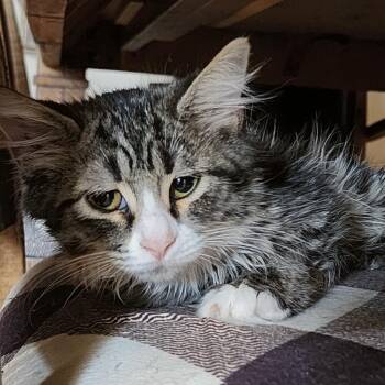 Sol -  Domestic Medium Hair Cat for Adoption in Albuquerque, New Mexico - Sol | PetCurious