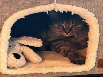 Rescue Domestic Short Hair Cats for Adoption in Alameda, California - FRIEDA | PetCurious