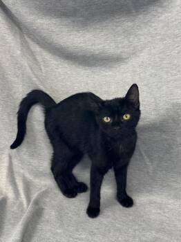 Kimiko -  Domestic Short Hair Cat for Adoption in Newberg, Oregon - Kimiko | PetCurious