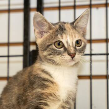 Paulette -  Domestic Short Hair Cat for Adoption in Pawling, New York - Paulette | PetCurious