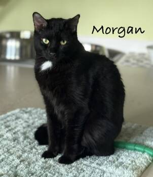 Morgan -  Domestic Short Hair Cat for Adoption in Pawleys Island, South Carolina - Morgan | PetCurious
