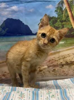 Maximus -  Domestic Short Hair Cat for Adoption in San Antonio, Texas - Maximus | PetCurious