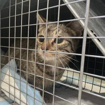 Domestic Short Hair Cats Available for Adoption in Aspinwall, Pennsylvania - Starscream | PetCurious