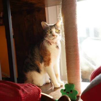 Laney -  Domestic Short Hair Cat for Adoption - Laney | PetCurious
