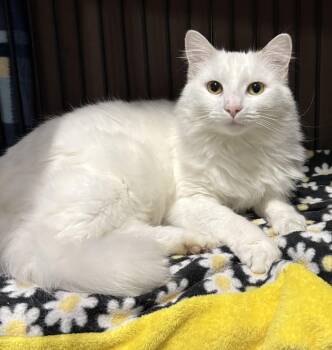 Rescue Domestic Medium Hair Cats for Adoption in Columbus, Ohio - Giselle | PetCurious