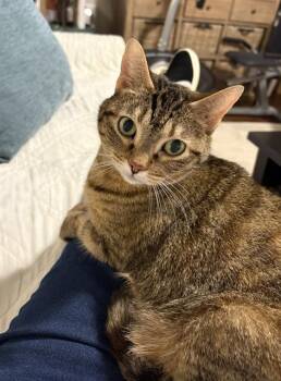 Domestic Short Hair Cats Available for Adoption - LILY | PetCurious