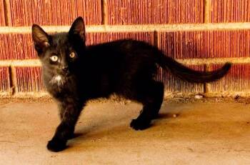 Luna -  Domestic Short Hair Cat Available for Adoption in Noble, Oklahoma - Luna | PetCurious