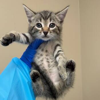 Orpheus -  Domestic Short Hair Cat for Adoption in Birmingham, Alabama - Orpheus | PetCurious
