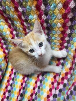 Apple Jack -  Domestic Short Hair Cat for Adoption in Cleveland, Ohio - Apple Jack | PetCurious