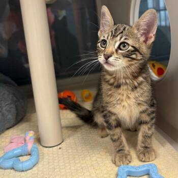 Domestic Short Hair Cats Available for Adoption in East Hanover, New Jersey - Frappuccino | PetCurious