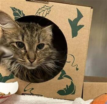 SUSAN -  Domestic Long Hair Cat for Adoption in St. Louis, Missouri - SUSAN | PetCurious
