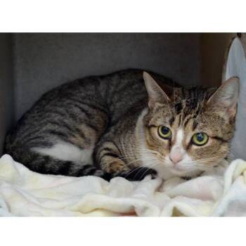 Domestic Short Hair and Tiger Cats Available for Adoption in Sanford, Florida - Lani | PetCurious