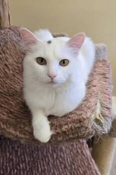 Domestic Long Hair Cats Available for Adoption - Lychee  | PetCurious