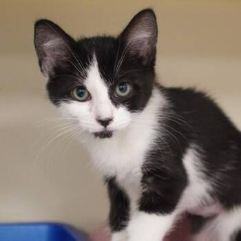 Luck -  Domestic Short Hair Cat for Adoption in Verona, Wisconsin - Luck | PetCurious