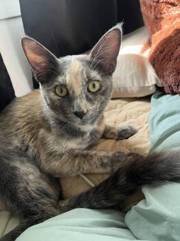 Shiitake -  Domestic Short Hair Cat for Adoption in Davis, California - Shiitake | PetCurious