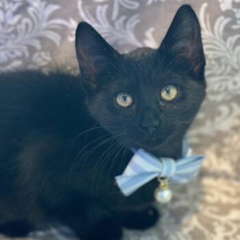 Domestic Short Hair Cats Available for Adoption in Matteson, Illinois - Monet | PetCurious