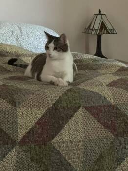 Meepers -  Tabby and Domestic Short Hair Cat for Adoption in Dallas, Texas - Meepers | PetCurious