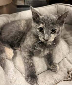 Rescue Domestic Medium Hair Cats for Adoption in Pryor, Oklahoma - Lily | PetCurious