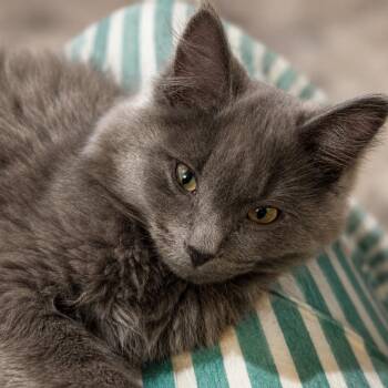 London -  Domestic Medium Hair Cat for Adoption in Spokane, Washington - London | PetCurious