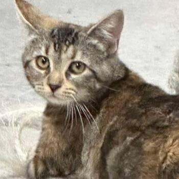 Rescue Domestic Short Hair Cats for Adoption in Saint-jacques, Quebec - Rainette | PetCurious