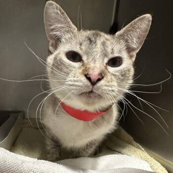 Domestic Short Hair Cats Available for Adoption in Tampa, Florida - Janis | PetCurious