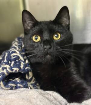 Alan -  Domestic Short Hair Cat for Adoption in Athens, Georgia - Alan | PetCurious