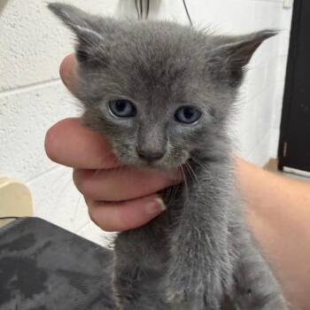 Domestic Short Hair and Siamese Cats Available for Adoption in Ardmore, Oklahoma - Rollo | PetCurious