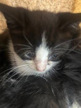 Rescue Domestic Medium Hair Cats for Adoption in Stockton, California - BOOTS | PetCurious