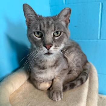 Domestic Short Hair Cats Available for Adoption in Edwardsville, Illinois - Orion | PetCurious