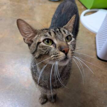 Cherie -  Domestic Short Hair and Tabby Cat for Adoption in Manhattan Beach, California - Cherie | PetCurious