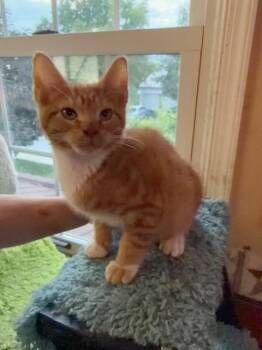 Jasper -  Domestic Short Hair Cat for Adoption in Camp Hill, Pennsylvania - Jasper | PetCurious