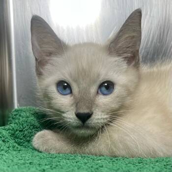 Fish -  Siamese Cat for Adoption in Palm Springs, California - Fish | PetCurious