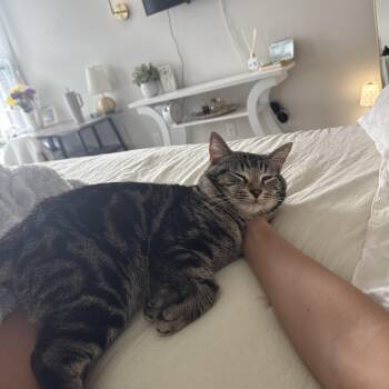 Tabby Cats Available for Adoption in Columbia, South Carolina - Jason Furness | PetCurious