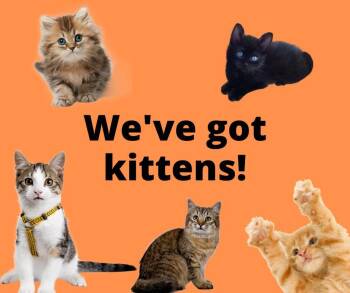Rescue Domestic Short Hair Cats for Adoption in Elk Grove, California - KITTENS! | PetCurious