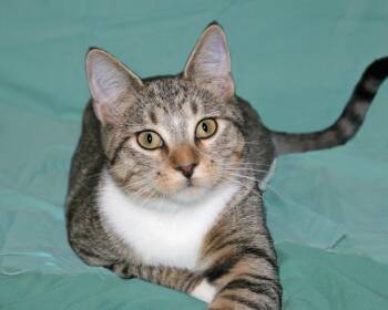 Santana -  Domestic Short Hair and Tabby Cat for Adoption in Victoria, Minnesota - Santana | PetCurious
