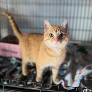 Spiky -  Domestic Short Hair Cat for Adoption in Cortland, Ohio - Spiky | PetCurious