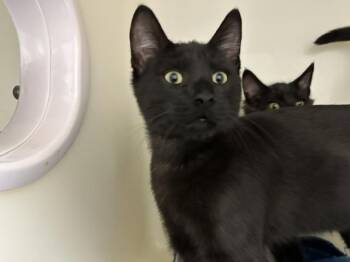 THEODORE -  Domestic Short Hair Cat for Adoption in Mckinleyville, California - THEODORE | PetCurious