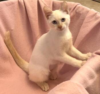 Amber -  Siamese Cat for Adoption in Columbia, South Carolina - Amber | PetCurious